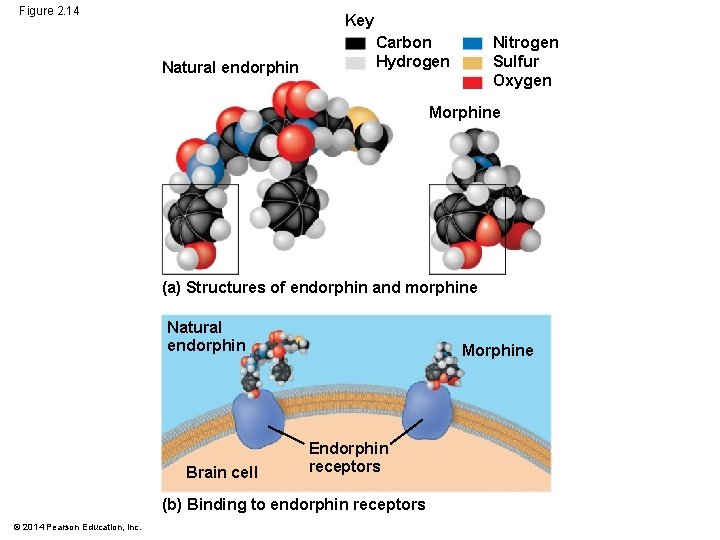 Figure 2. 14 Key Natural endorphin Nitrogen Sulfur Oxygen Carbon Hydrogen Morphine (a) Structures