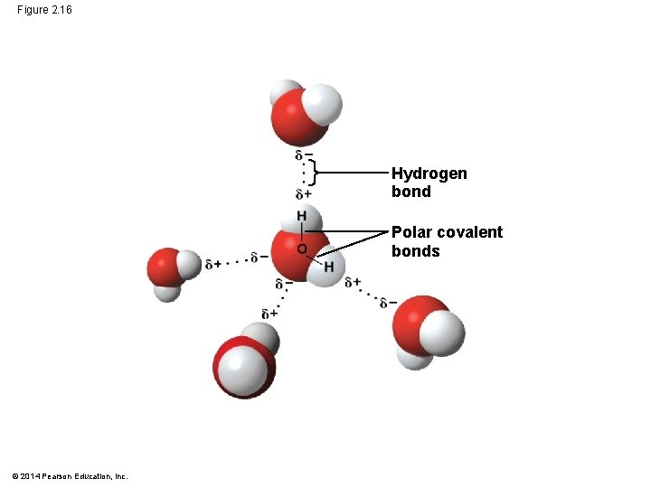 Figure 2. 16 Hydrogen bond Polar covalent bonds © 2014 Pearson Education, Inc. 