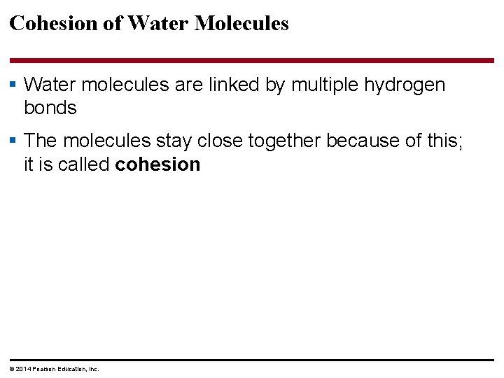 Cohesion of Water Molecules § Water molecules are linked by multiple hydrogen bonds §