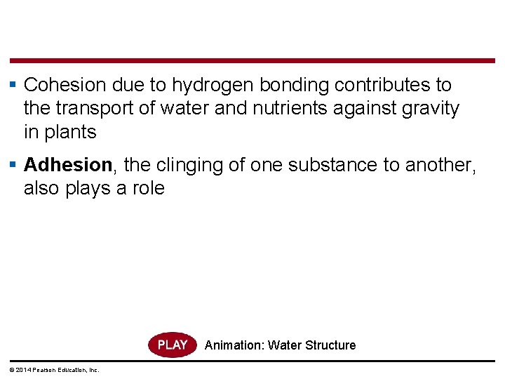 § Cohesion due to hydrogen bonding contributes to the transport of water and nutrients