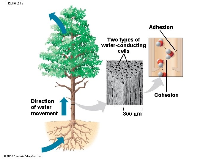 Figure 2. 17 Adhesion Two types of water-conducting cells Cohesion Direction of water movement