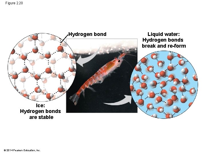 Figure 2. 20 Hydrogen bond Ice: Hydrogen bonds are stable © 2014 Pearson Education,