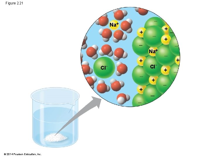 Figure 2. 21 Na Cl− © 2014 Pearson Education, Inc. Cl− 