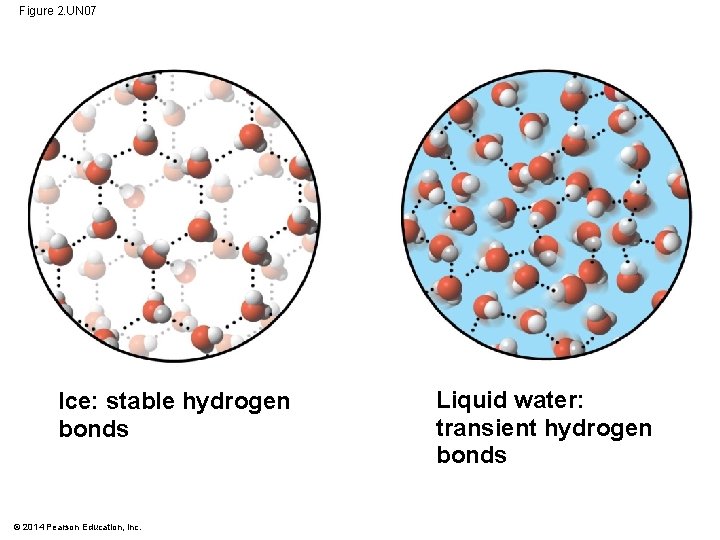 Figure 2. UN 07 Ice: stable hydrogen bonds © 2014 Pearson Education, Inc. Liquid