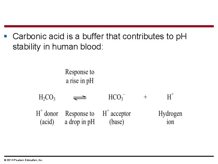 § Carbonic acid is a buffer that contributes to p. H stability in human