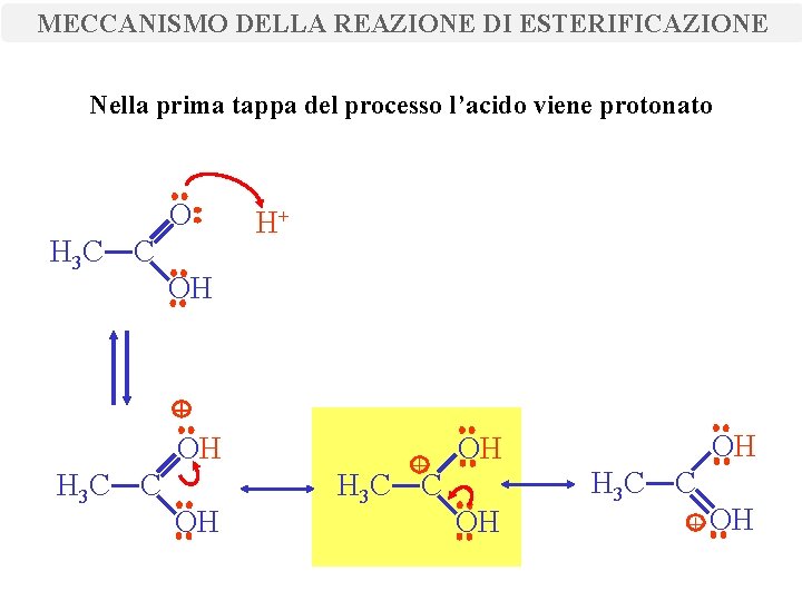 MECCANISMO DELLA REAZIONE DI ESTERIFICAZIONE Nella prima tappa del processo l’acido viene protonato O