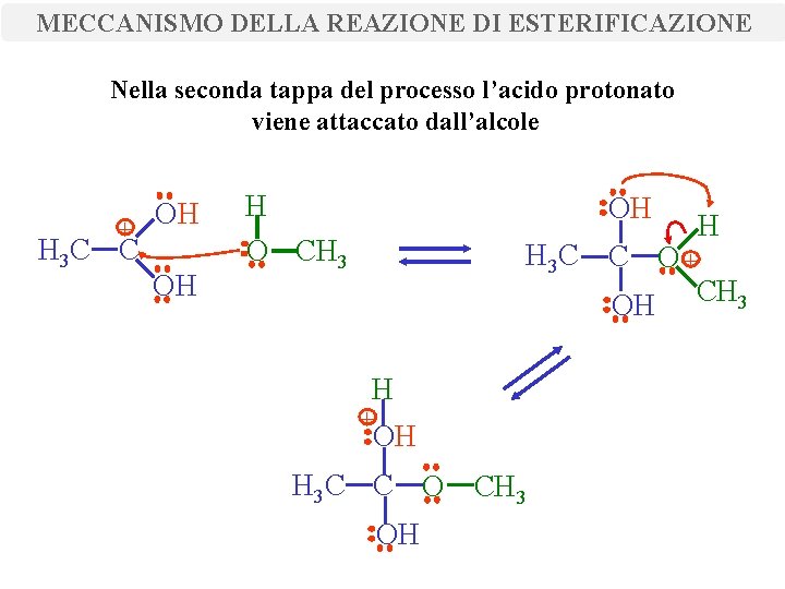 MECCANISMO DELLA REAZIONE DI ESTERIFICAZIONE Nella seconda tappa del processo l’acido protonato viene attaccato