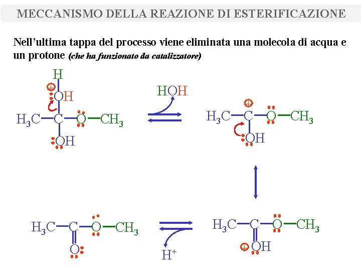 MECCANISMO DELLA REAZIONE DI ESTERIFICAZIONE Nell’ultima tappa del processo viene eliminata una molecola di