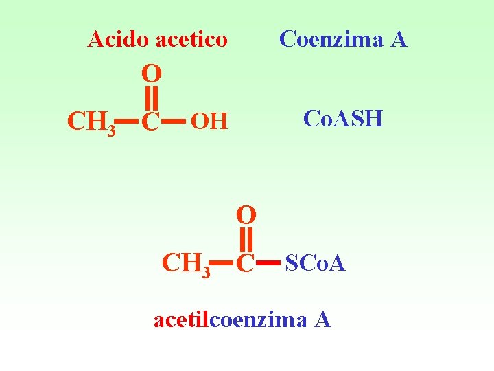 Acido acetico Coenzima A O CH 3 C Co. ASH OH O CH 3