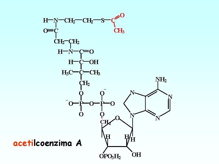 H N CH 2 S C O CH 3 O C CH 2 H