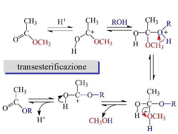 transesterificazione 