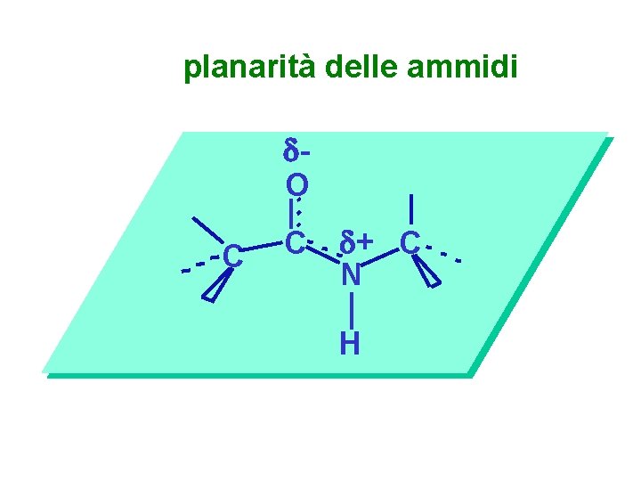 planarità delle ammidi O C C + C N H 