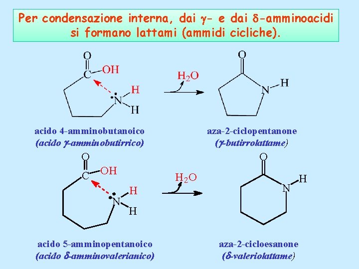 Per condensazione interna, dai - e dai -amminoacidi si formano lattami (ammidi cicliche). acido