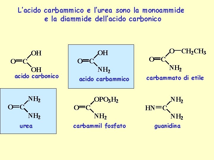L’acido carbammico e l’urea sono la monoammide e la diammide dell’acido carbonico OH OH