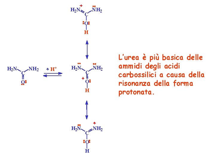 H 2 N C NH 2 O H H 2 N C NH 2