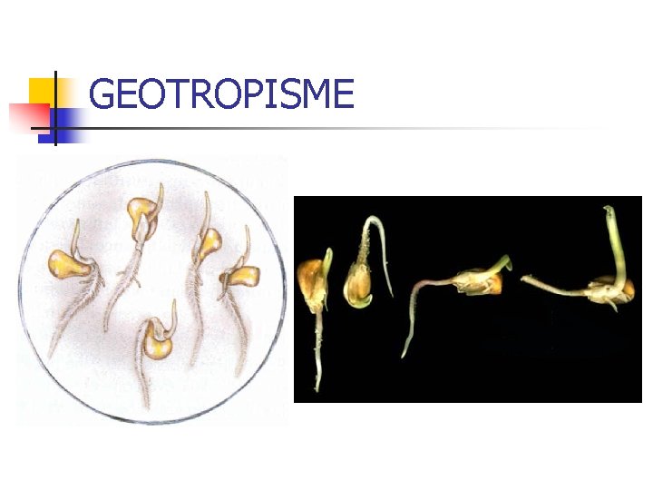 GEOTROPISME 