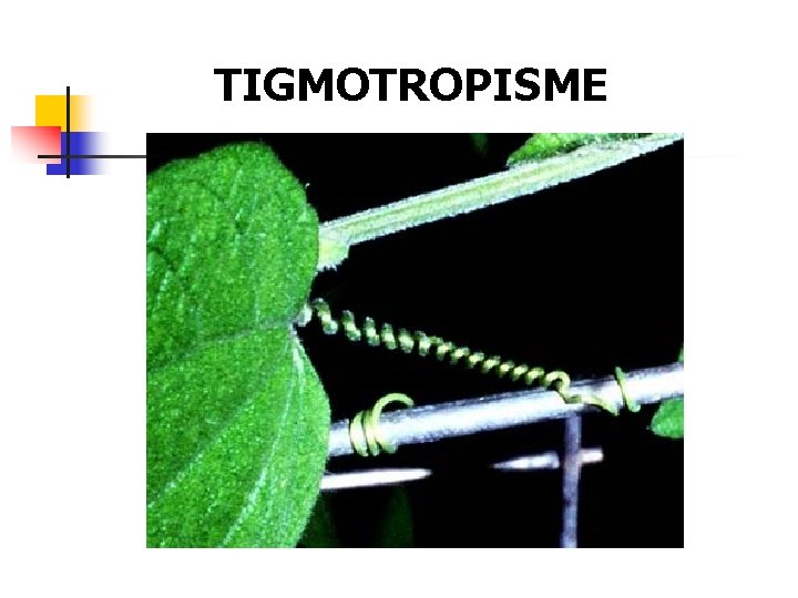 TIGMOTROPISME 