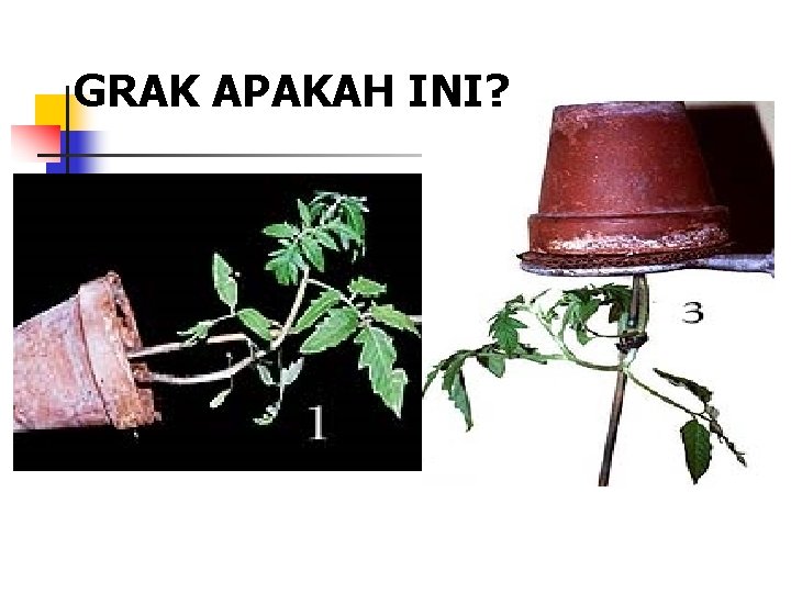 GRAK APAKAH INI? 