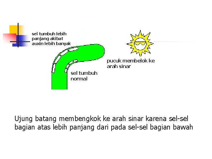 sel tumbuh lebih panjang akibat auxin lebih banyak pucuk membelok ke arah sinar sel