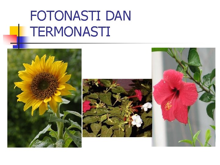 FOTONASTI DAN TERMONASTI 