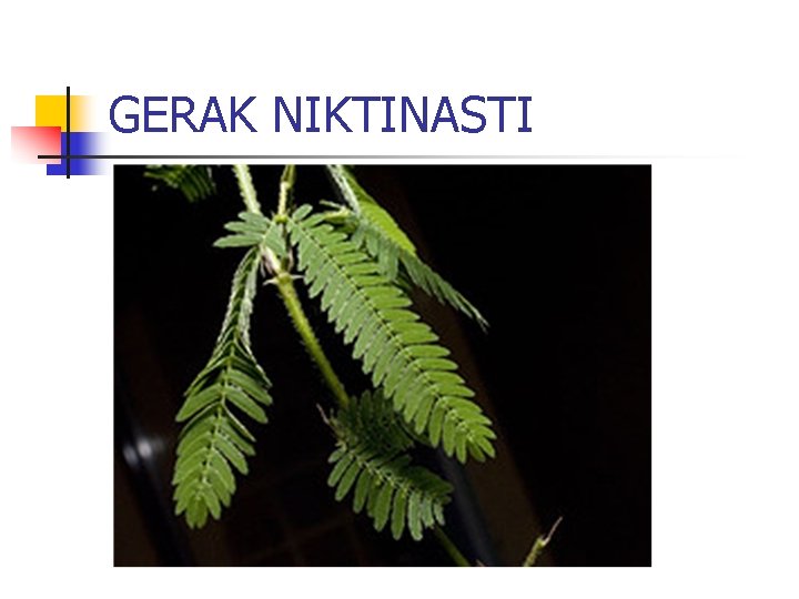 GERAK NIKTINASTI 