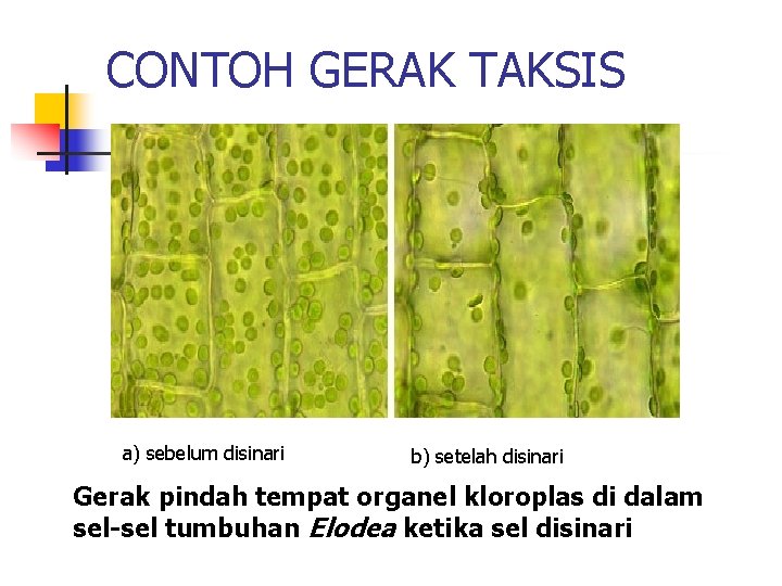 CONTOH GERAK TAKSIS a) sebelum disinari b) setelah disinari Gerak pindah tempat organel kloroplas