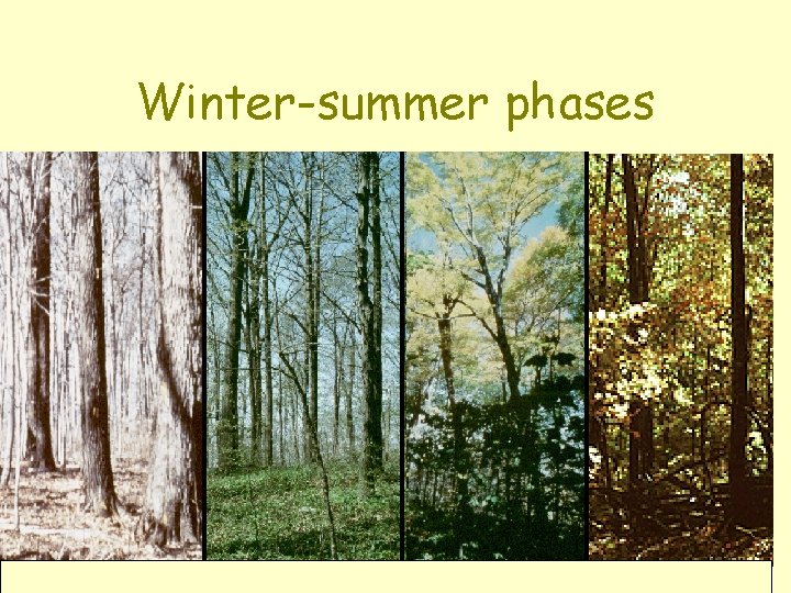 Winter-summer phases 