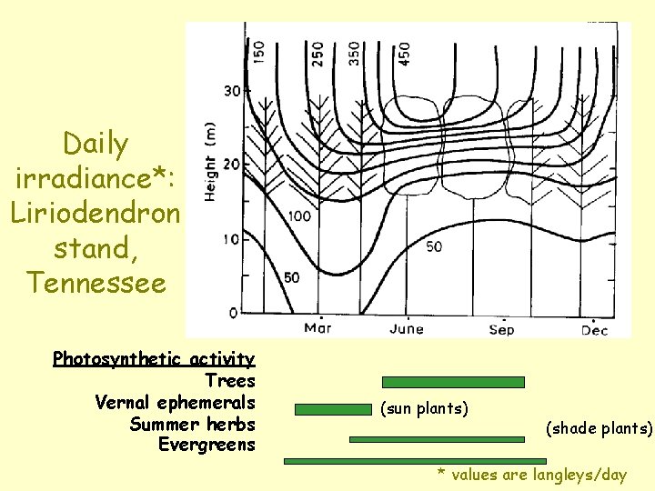 Daily irradiance*: Liriodendron stand, Tennessee Photosynthetic activity Trees Vernal ephemerals Summer herbs Evergreens (sun