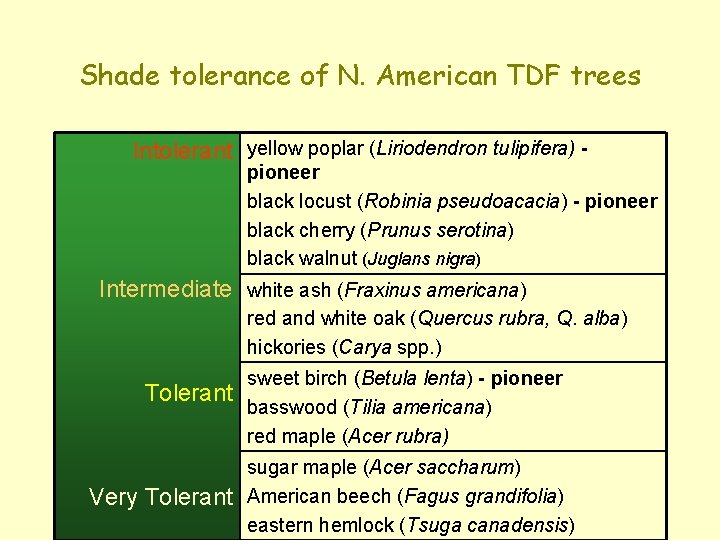 Shade tolerance of N. American TDF trees Intolerant yellow poplar (Liriodendron tulipifera) - pioneer