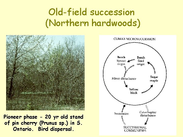 Old-field succession (Northern hardwoods) Pioneer phase - 20 yr old stand of pin cherry Old-field succession (Northern hardwoods) Pioneer phase - 20 yr old stand of pin cherry