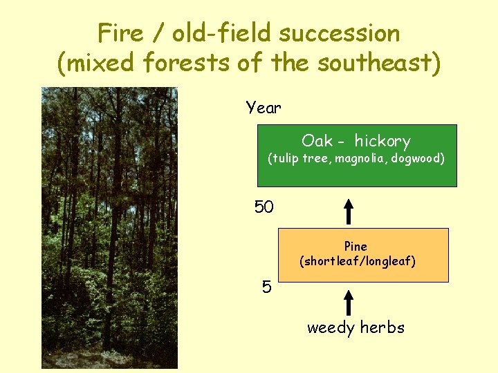 Fire / old-field succession (mixed forests of the southeast) Year Oak - hickory (tulip Fire / old-field succession (mixed forests of the southeast) Year Oak - hickory (tulip