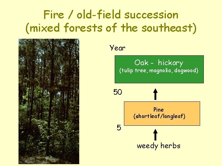 Fire / old-field succession (mixed forests of the southeast) Year Oak - hickory (tulip