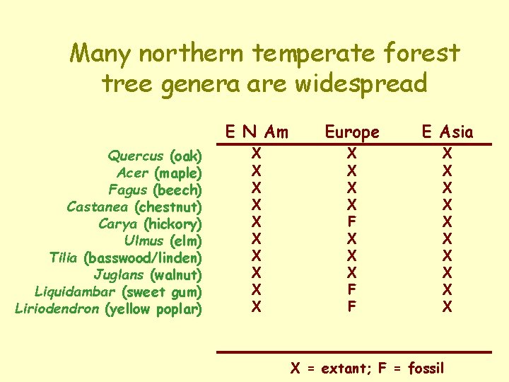 Many northern temperate forest tree genera are widespread E N Am Quercus (oak) Acer Many northern temperate forest tree genera are widespread E N Am Quercus (oak) Acer