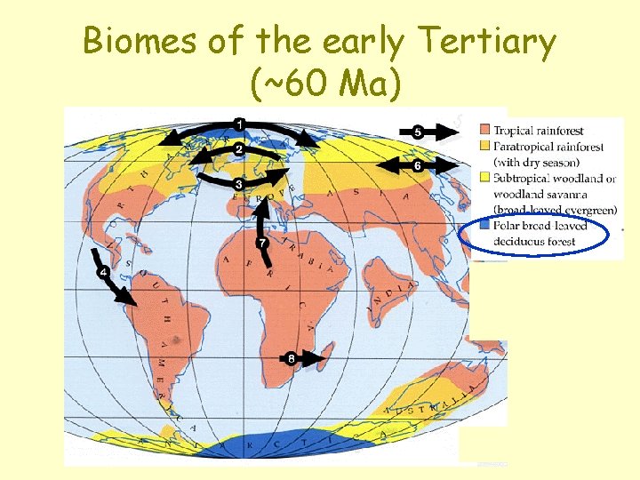 Biomes of the early Tertiary (~60 Ma) 