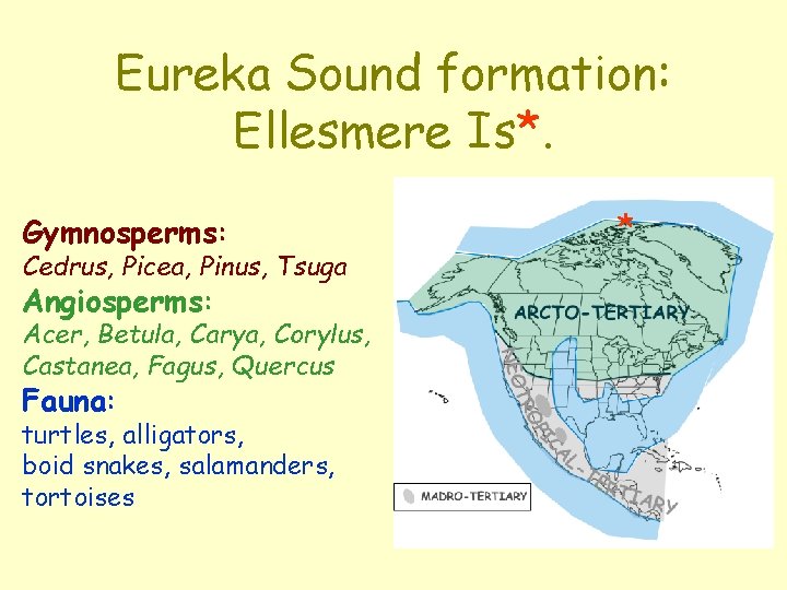 Eureka Sound formation: Ellesmere Is*. Gymnosperms: Cedrus, Picea, Pinus, Tsuga Angiosperms: Acer, Betula, Carya,