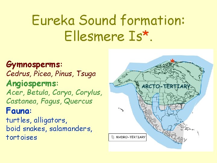 Eureka Sound formation: Ellesmere Is*. Gymnosperms: Cedrus, Picea, Pinus, Tsuga Angiosperms: Acer, Betula, Carya, Eureka Sound formation: Ellesmere Is*. Gymnosperms: Cedrus, Picea, Pinus, Tsuga Angiosperms: Acer, Betula, Carya,