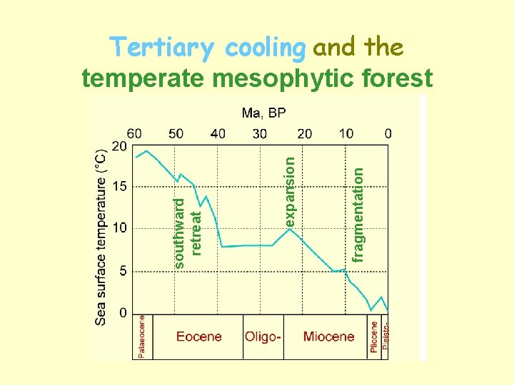 fragmentation expansion southward retreat Tertiary cooling and the temperate mesophytic forest 