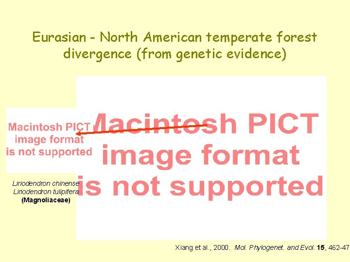 Eurasian - North American temperate forest divergence (from genetic evidence) Liriodendron chinense Liriodendron tulipifera Eurasian - North American temperate forest divergence (from genetic evidence) Liriodendron chinense Liriodendron tulipifera