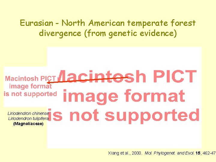 Eurasian - North American temperate forest divergence (from genetic evidence) Liriodendron chinense Liriodendron tulipifera