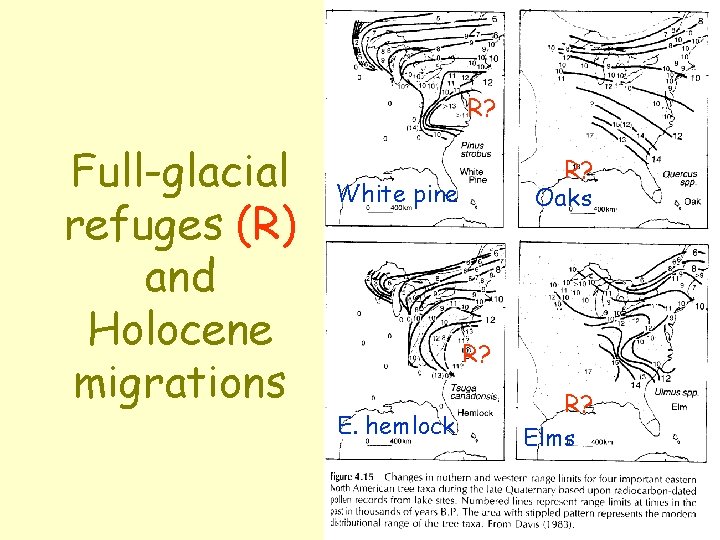 R? Full-glacial refuges (R) and Holocene migrations R? Oaks White pine R? E. hemlock R? Full-glacial refuges (R) and Holocene migrations R? Oaks White pine R? E. hemlock