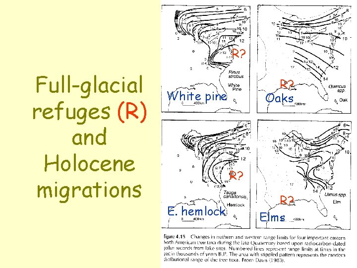 R? Full-glacial refuges (R) and Holocene migrations R? Oaks White pine R? E. hemlock