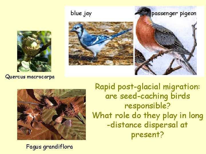 blue jay passenger pigeon Quercus macrocarpa Rapid post-glacial migration: are seed-caching birds responsible? What