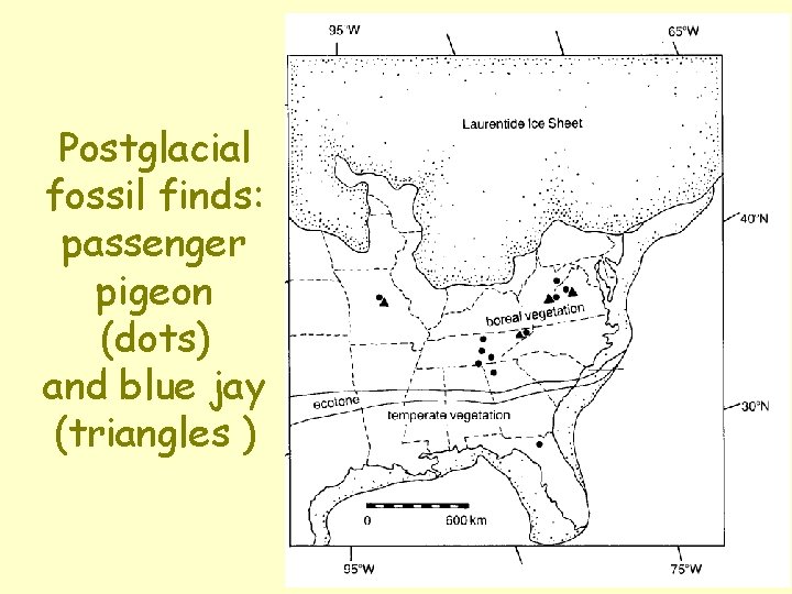 Postglacial fossil finds: passenger pigeon (dots) and blue jay (triangles ) Postglacial fossil finds: passenger pigeon (dots) and blue jay (triangles )