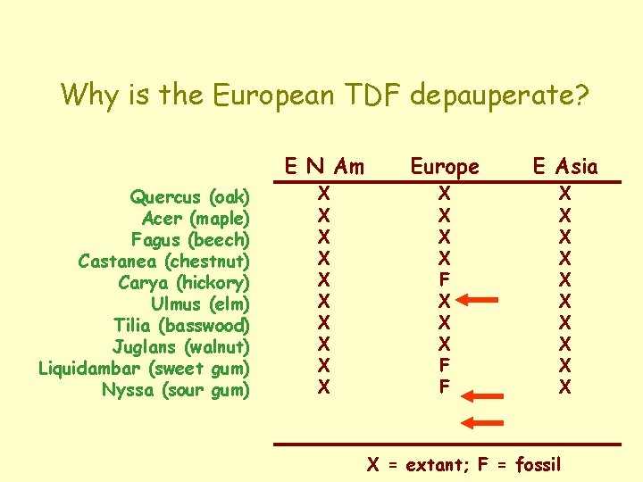 Why is the European TDF depauperate? E N Am Quercus (oak) Acer (maple) Fagus