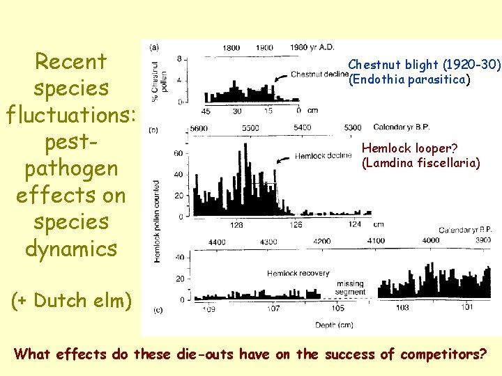 Recent species fluctuations: pestpathogen effects on species dynamics Chestnut blight (1920 -30) (Endothia parasitica) Recent species fluctuations: pestpathogen effects on species dynamics Chestnut blight (1920 -30) (Endothia parasitica)