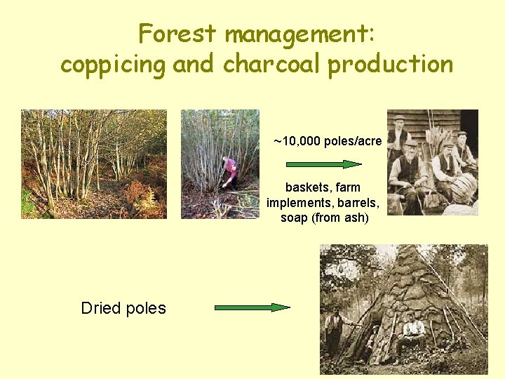 Forest management: coppicing and charcoal production ~10, 000 poles/acre baskets, farm implements, barrels, soap Forest management: coppicing and charcoal production ~10, 000 poles/acre baskets, farm implements, barrels, soap