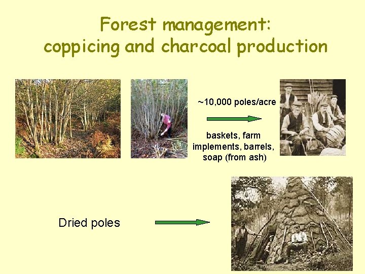 Forest management: coppicing and charcoal production ~10, 000 poles/acre baskets, farm implements, barrels, soap