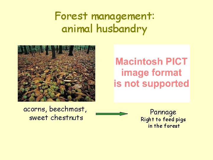 Forest management: animal husbandry acorns, beechmast, sweet chestnuts Pannage Right to feed pigs in Forest management: animal husbandry acorns, beechmast, sweet chestnuts Pannage Right to feed pigs in