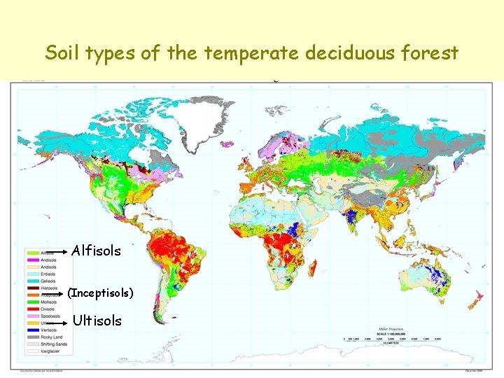 Soil types of the temperate deciduous forest Alfisols (Inceptisols) Ultisols 