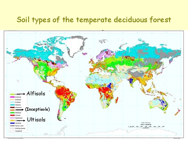 Soil types of the temperate deciduous forest Alfisols (Inceptisols) Ultisols Soil types of the temperate deciduous forest Alfisols (Inceptisols) Ultisols